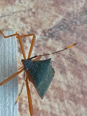 Leptoscelis elongator