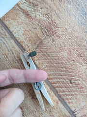 Leptoscelis elongator