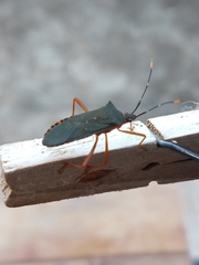 Leptoscelis elongator