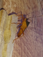 Leptoscelis elongator