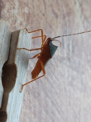 Leptoscelis elongator