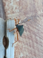 Leptoscelis elongator