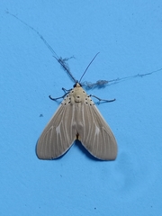 Asota producta