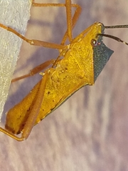 Leptoscelis elongator