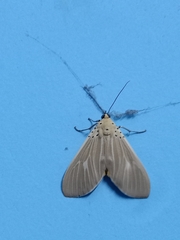 Asota producta