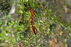 Odontomachus rixosus