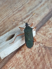 Leptoscelis elongator