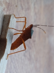 Leptoscelis elongator