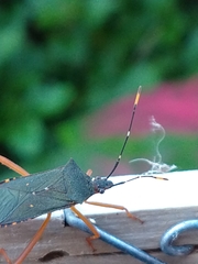 Leptoscelis elongator