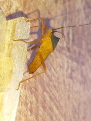 Leptoscelis elongator