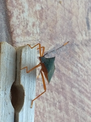 Leptoscelis elongator