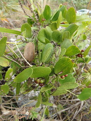 Smilax havanensis