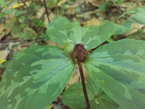Spotted wakerobin (Trillium maculatum)