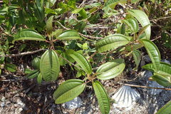 Miconia bicolor