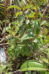 Miconia bicolor