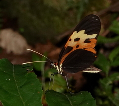 Mechanitis messenoides deceptus