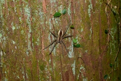 Dolomedes raptor