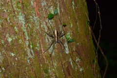 Dolomedes raptor