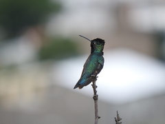 Heliomaster furcifer