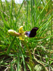 Ophrys atlantica image