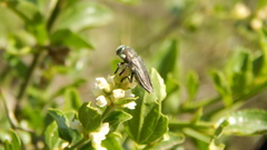 Tyndaris marginella