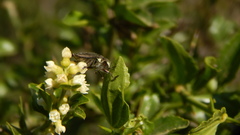 Tyndaris marginella