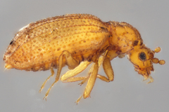Dasycerus concolor