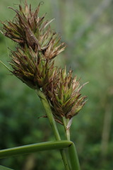 Tetraria robusta