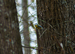 Cyanistes caeruleus