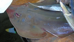 Pseudobatos glaucostigma