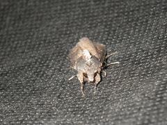 Peridroma saucia