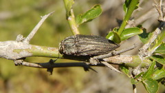 Ectinogonia buquetii