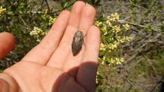 Ectinogonia buquetii