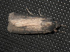 Peridroma saucia