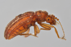 Dasycerus carolinensis
