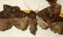 Mamestra brassicae