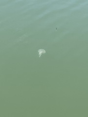 Chrysaora chesapeakei