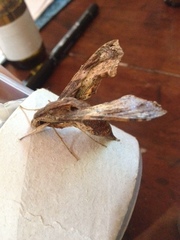 Eupanacra