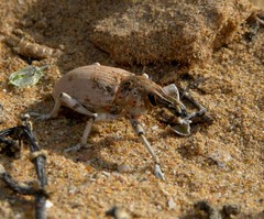 Ammocleonus hieroglyphicus