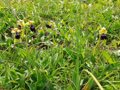 Ophrys atlantica image