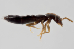 Ocyustiba appalachiana