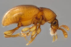 Brachycepsis