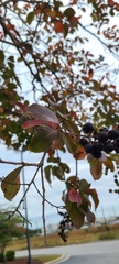 Prunus serotina