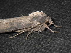 Peridroma saucia