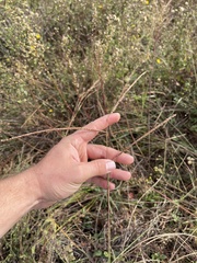 Paspalum monostachyum