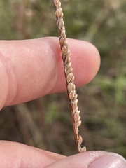 Paspalum monostachyum