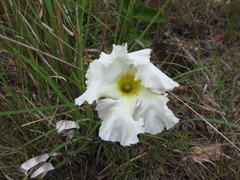 Mandevilla petraea