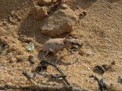 Ammocleonus hieroglyphicus