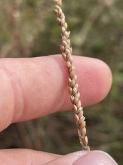 Paspalum monostachyum