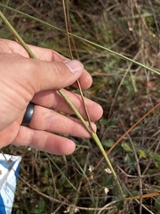 Paspalum monostachyum